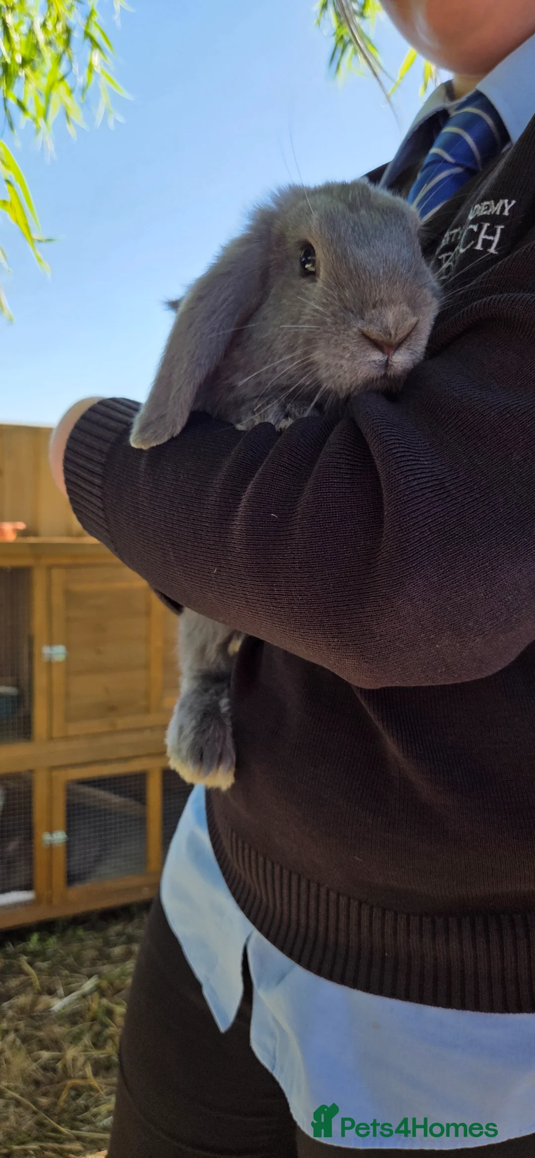 Mini Lop rabbits for sale: Nelly mini lop  - Advert 1