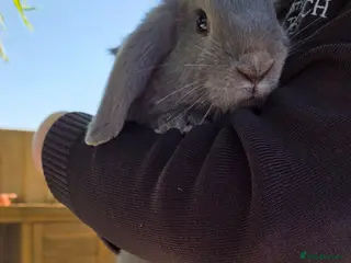 Mini Lop rabbits Nelly mini lop - Advert 3