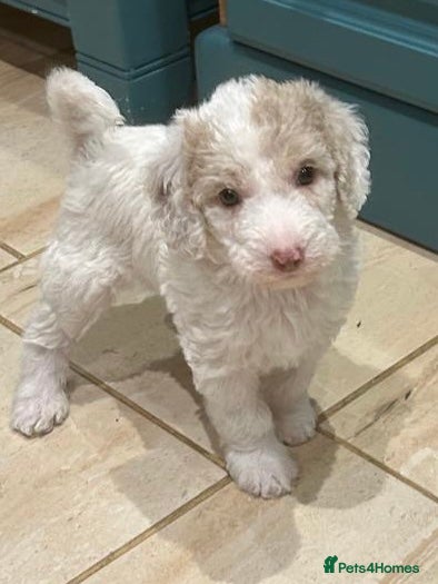 Mixed Breed dogs Australian Labradoodle Puppies - Advert 16