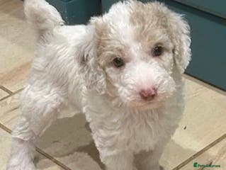 Mixed Breed dogs Australian Labradoodle Puppies - Advert 16