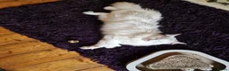 Maine Coon cats for stud: polydactly stud - Advert 8