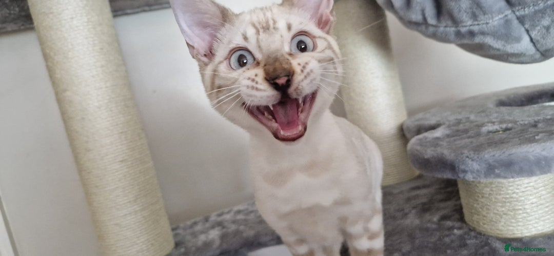 Bengal cats for sale: READY😍Snow bengal whit blue eyes💙last one LEFT  - Image 33
