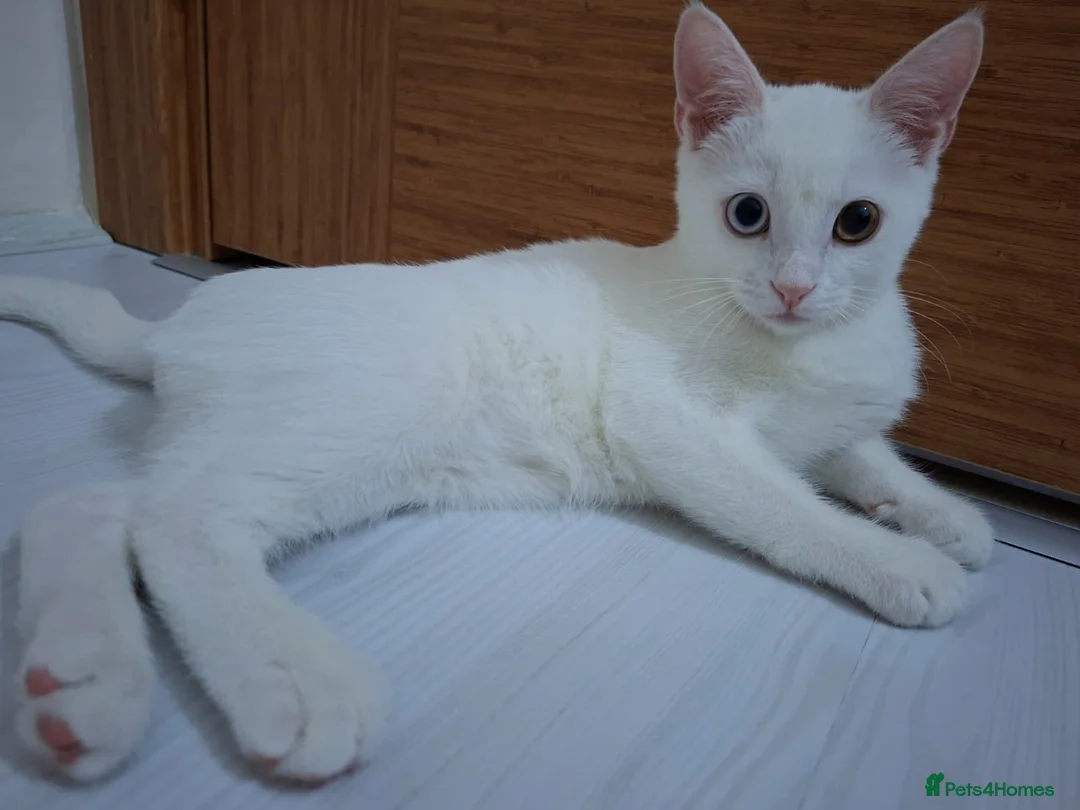 Khao Manee cats for sale: Khao Manee - Advert 5