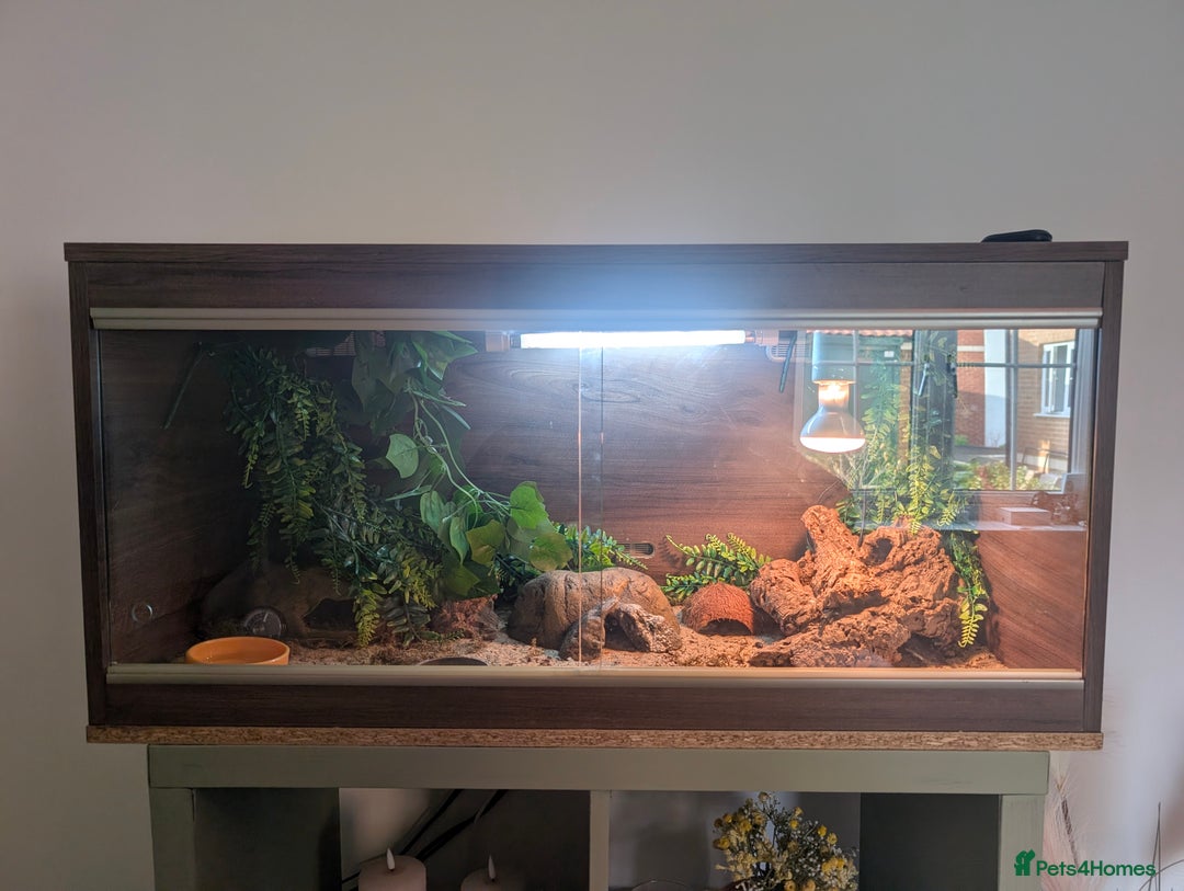 Leopard Gecko reptiles for sale: Leopard gecko and set up - Advert 3