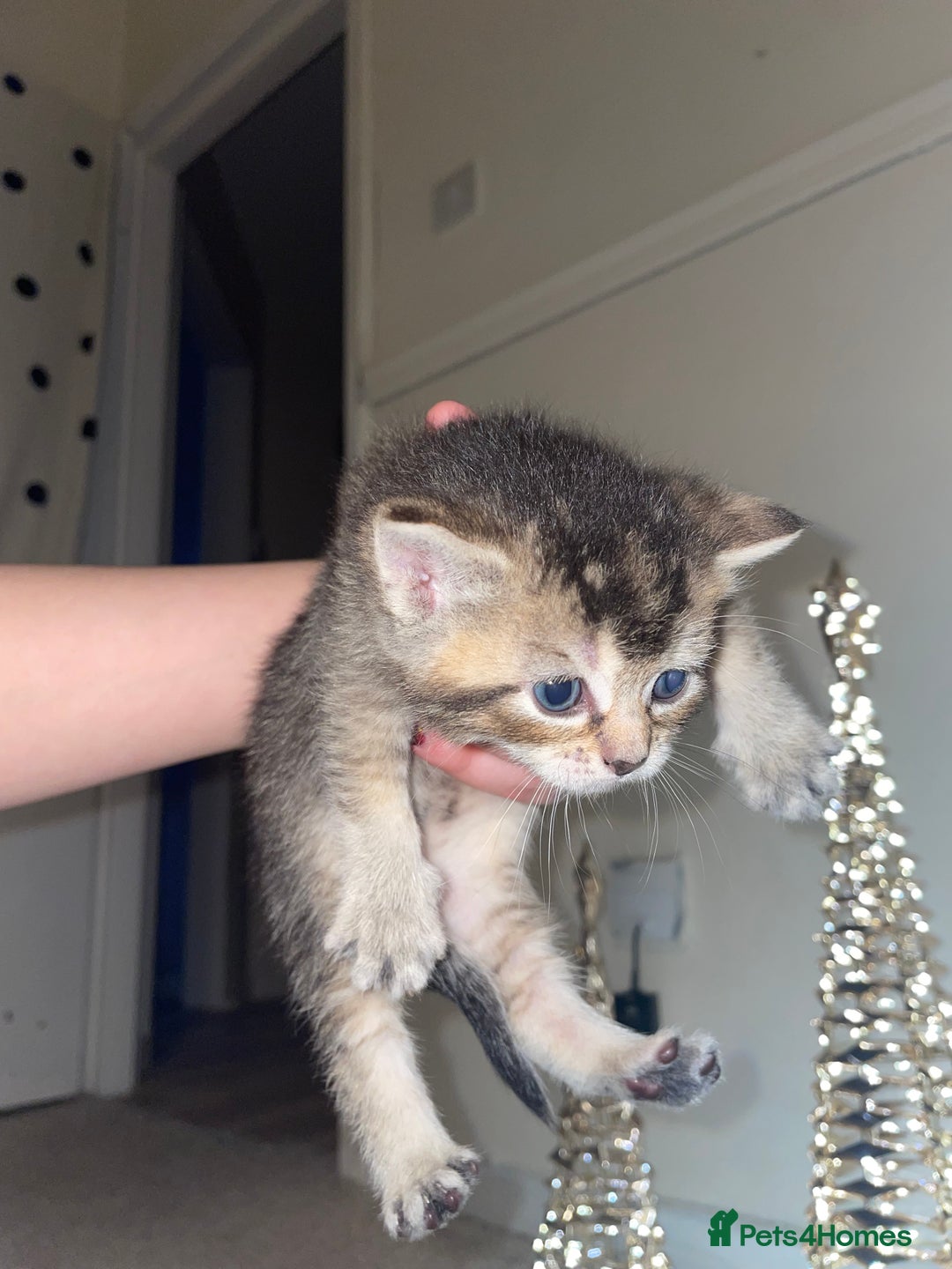 Mixed Breed cats for sale: Scottish fold kittens  - Advert 4