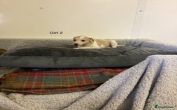 Whippet dogs for sale: Whippets  - Image 15