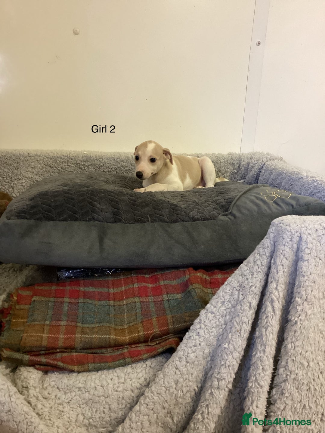 Whippet dogs for sale: Whippets  - Image 15