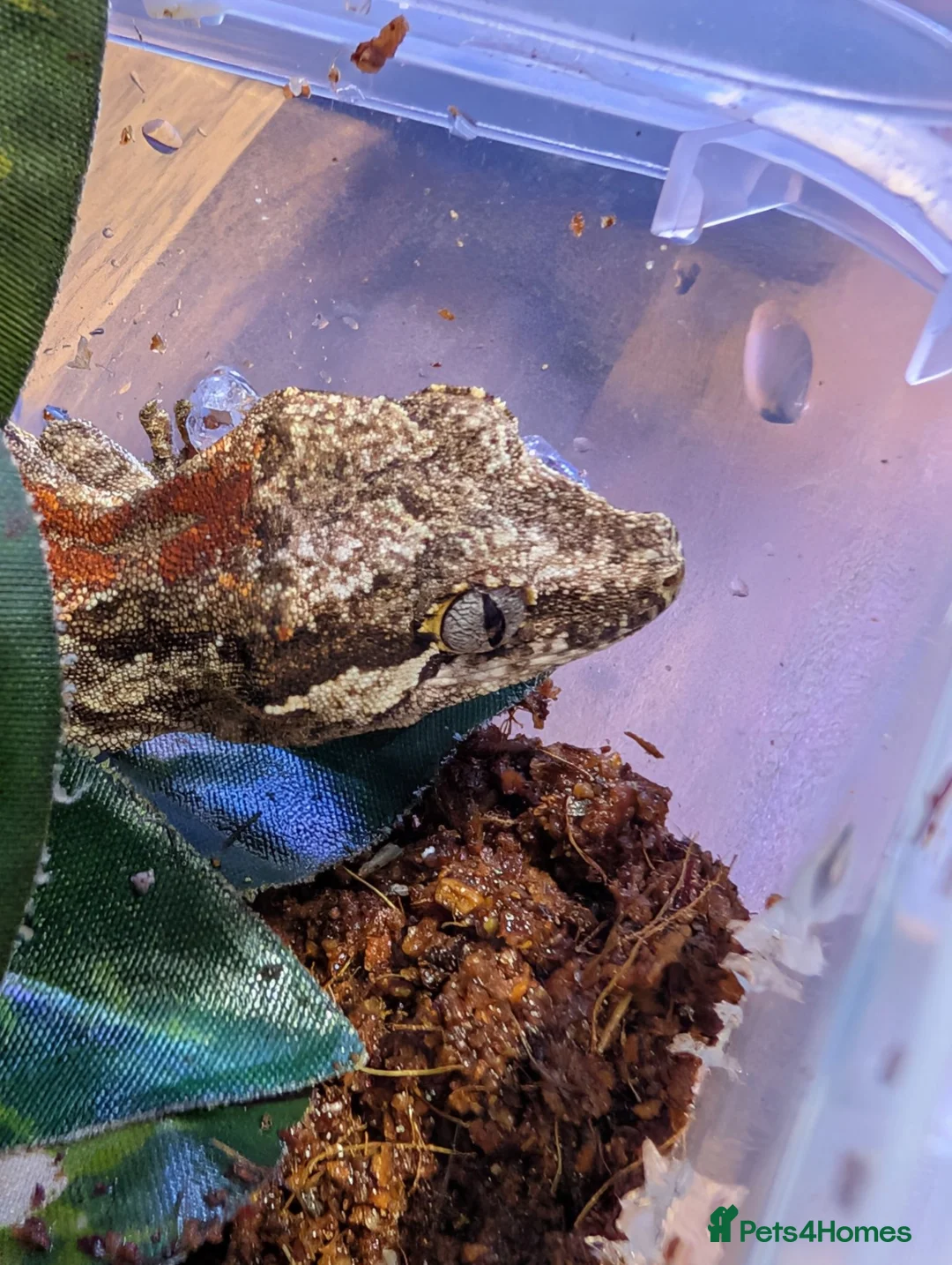 Gecko reptiles for sale: Gargoyle Gecko (9 Months Old) - Advert 5