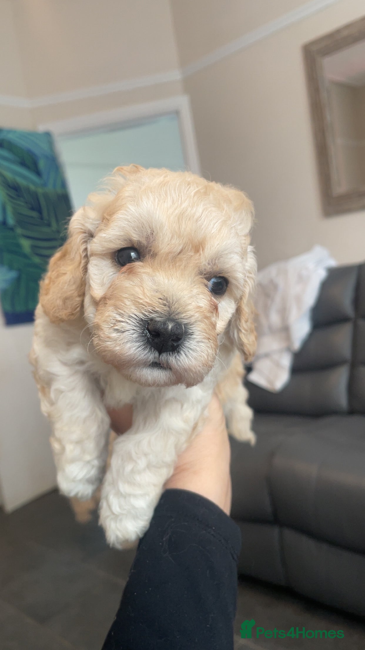 Poochon dogs for sale: Ready to leave NOW poochons🐶❤️ - Advert 35