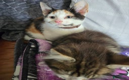 Mixed Breed cats for sale: 3 beautiful kittens - Image 2