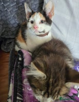 Mixed Breed cats - Advert 11