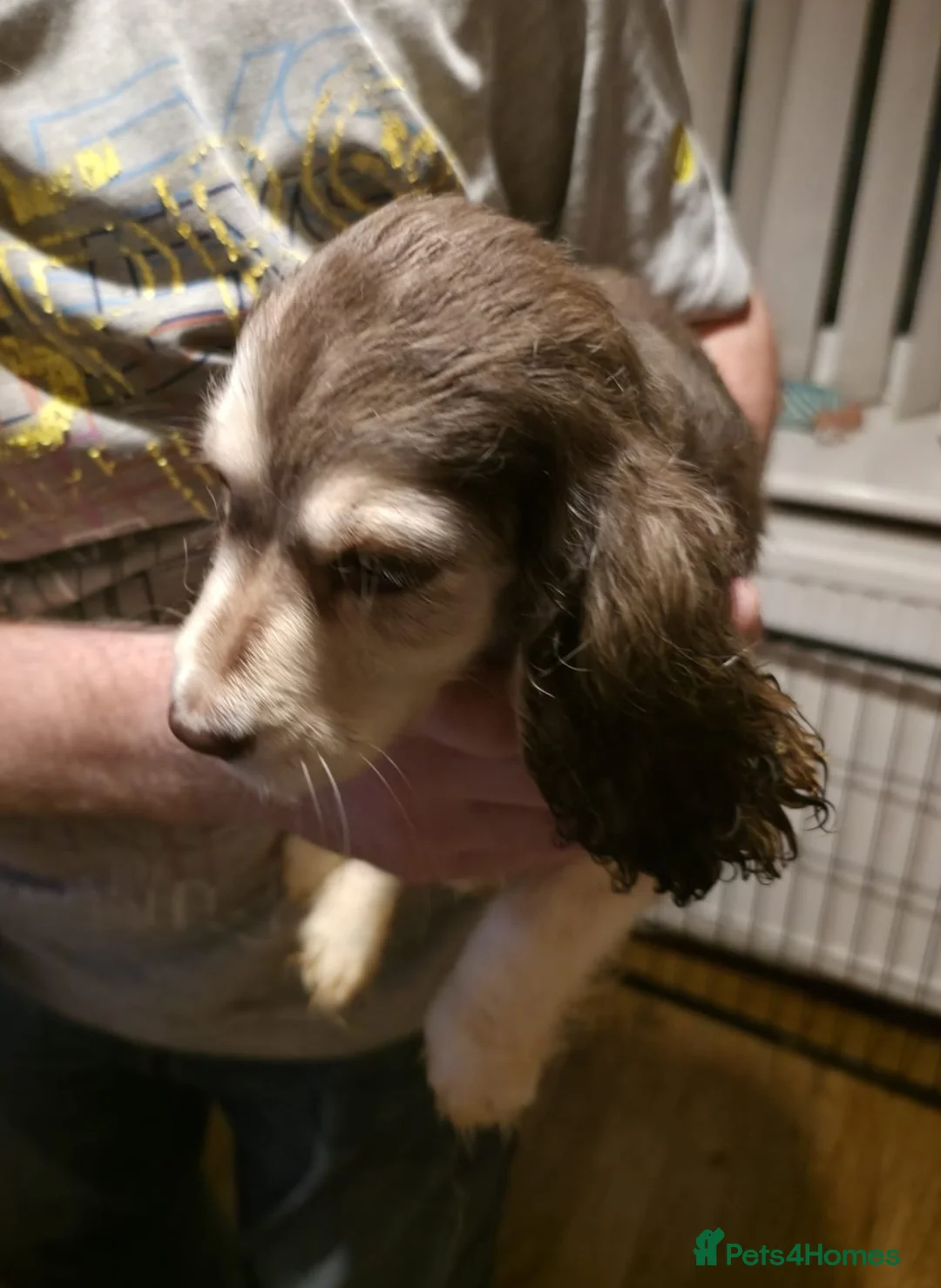 Cocker Spaniel dogs for sale: Cocker spaniel puooys - Advert 37