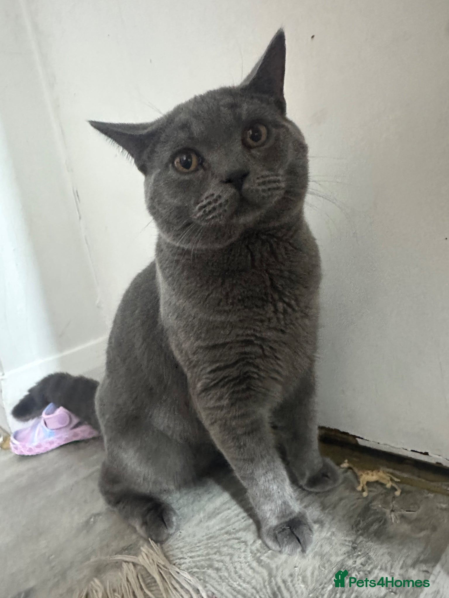 British Shorthair cats Stunning British Shorthair Blue Male –  - Advert 10