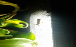 Gecko reptiles for sale: Mourning Gecko hatchlings. - Image 9