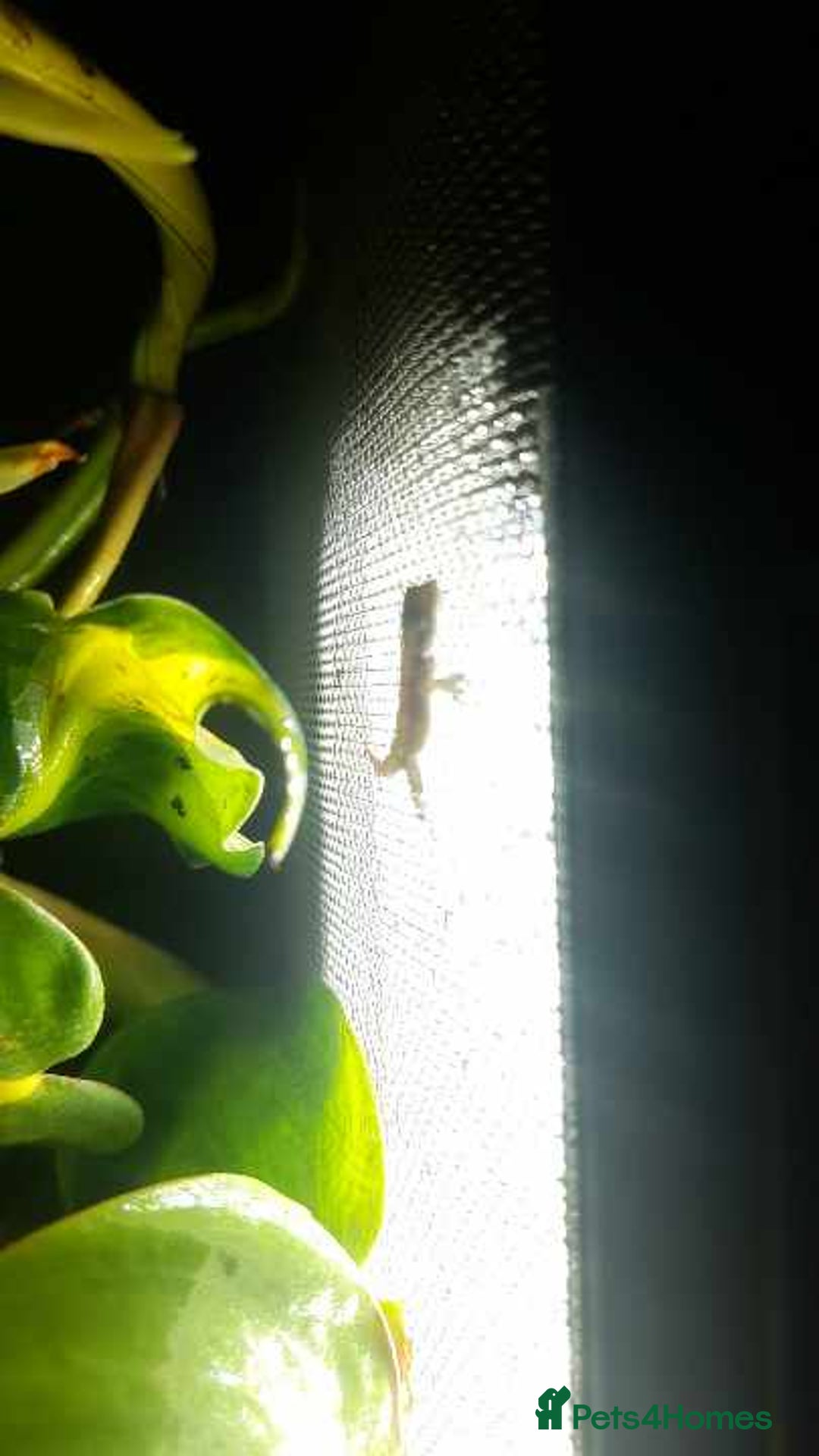 Gecko reptiles for sale: Mourning Gecko hatchlings. - Image 9