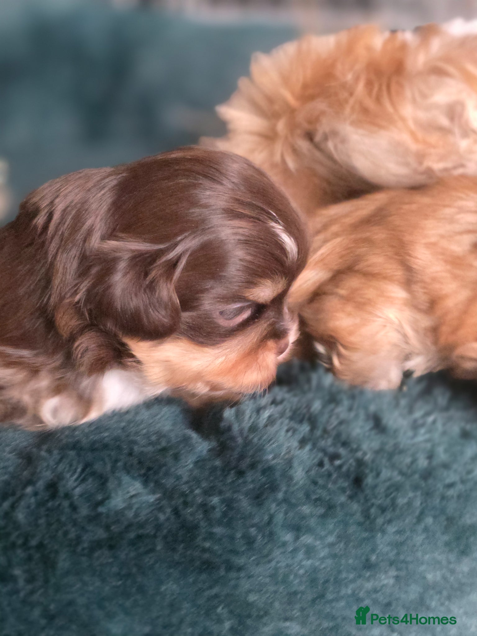 Shih Tzu dogs Stunning KC Reg imperial shih tzu puppies - Advert 1