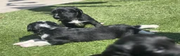 Mixed Breed dogs for sale: Cocker X Collie Puppies - Advert 13