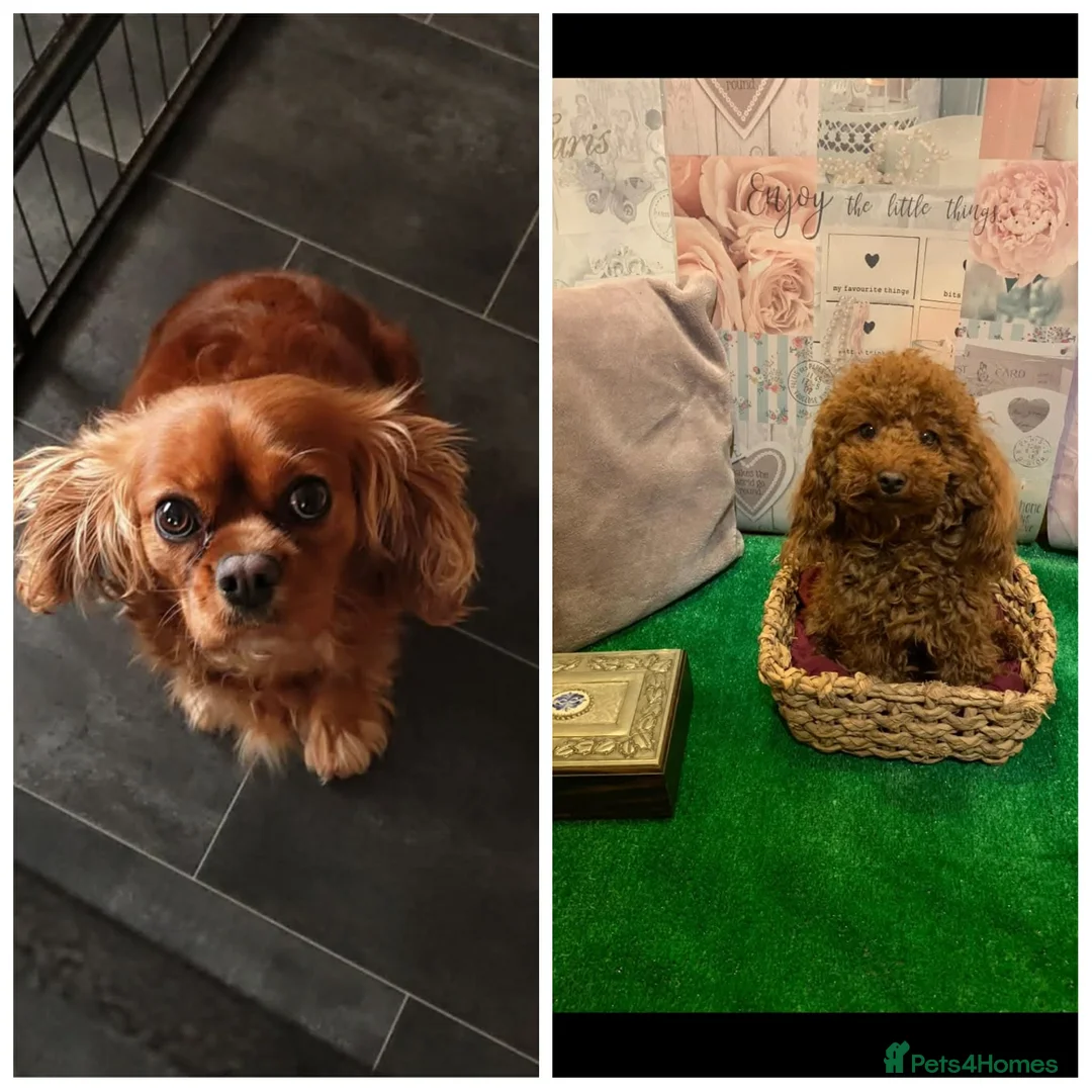 Cavapoo dogs for sale:  Cavapoo  - Advert 5