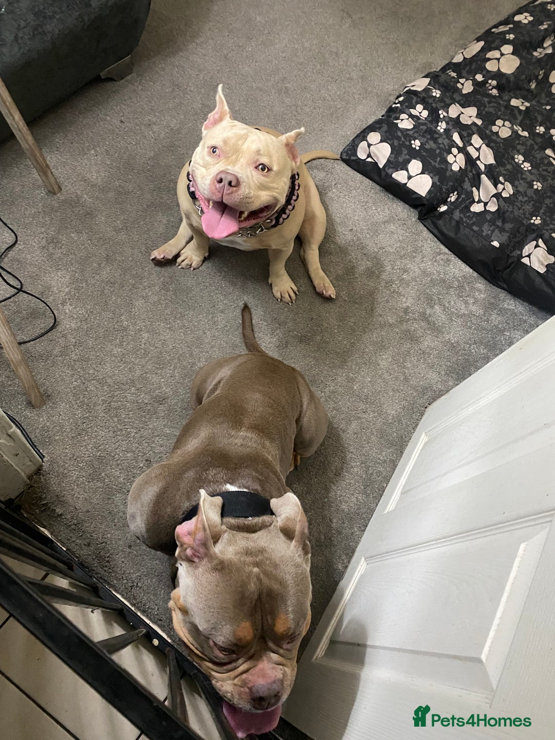 American Bully dogs for sale: American bullie - Image 7
