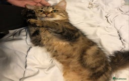 Mixed Breed cats for sale: Gorgeous Tabby kittens 7 weeks old  - Image 20