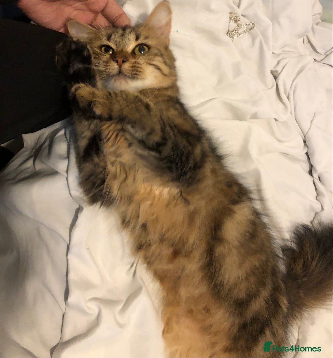 Mixed Breed cats for sale: Gorgeous Tabby kittens 7 weeks old  - Image 20