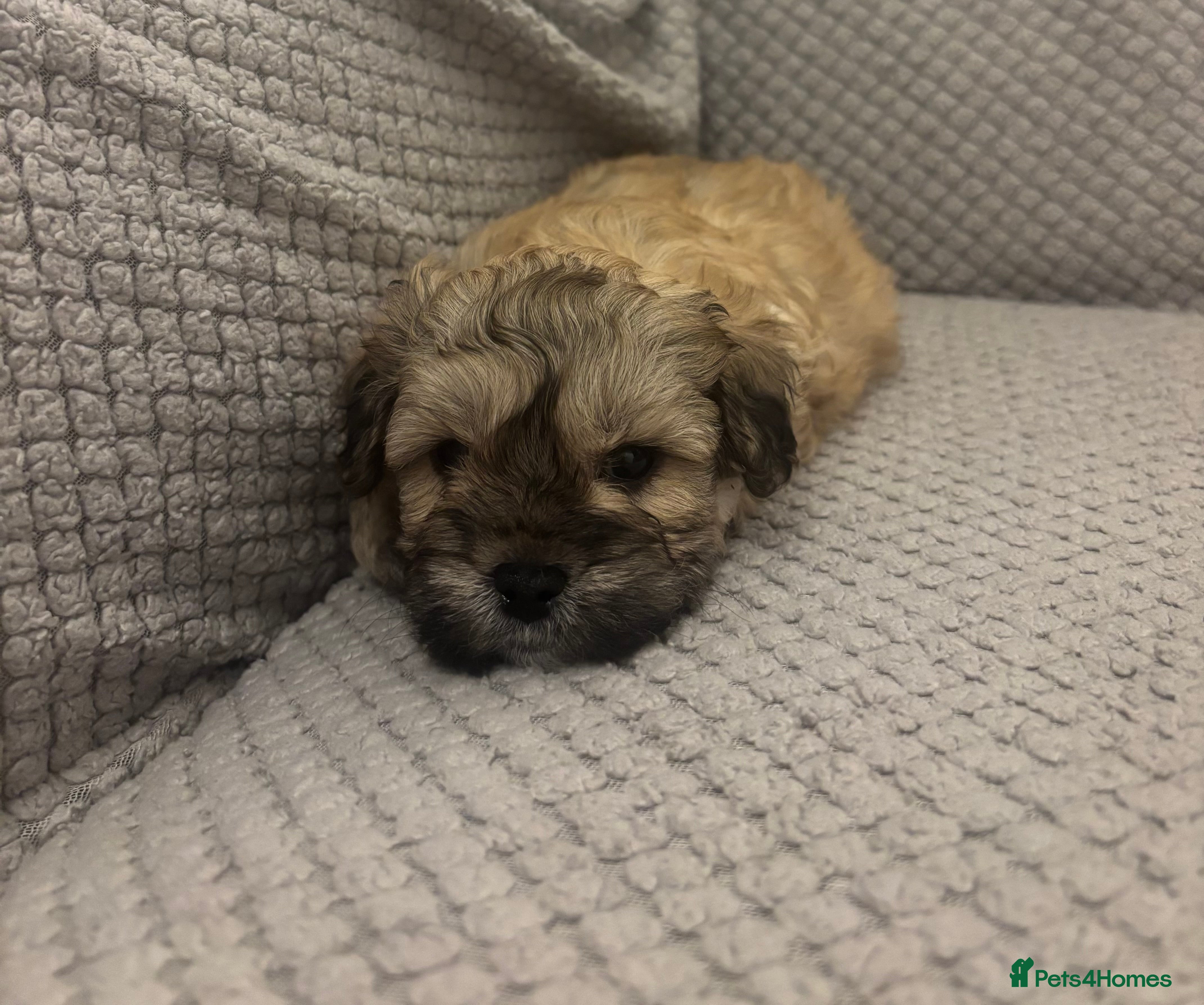 Maltipoo dogs MALTIPOO PUPPIES - Advert 2