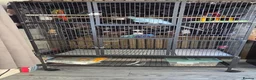 Ringnecks birds for sale: Indian ringneck parrot in Bristol - Advert 5