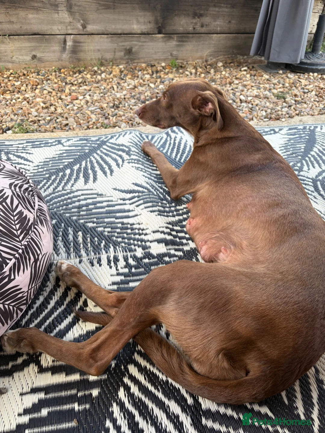 Whippet dogs for sale: Two male whippet puppies  - Advert 29
