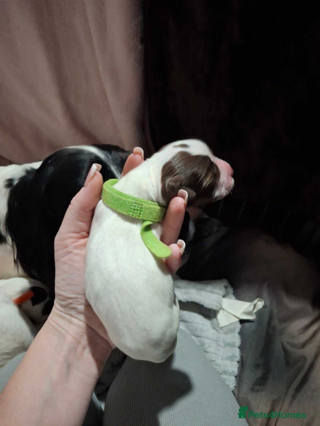 Sprocker dogs for sale: Sprocker/Springer Spaniel pups - Advert 9