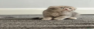 Scottish Fold 1