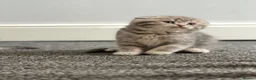 Scottish Fold cats for sale: Scottish Folds/ Straights available  - Advert 5