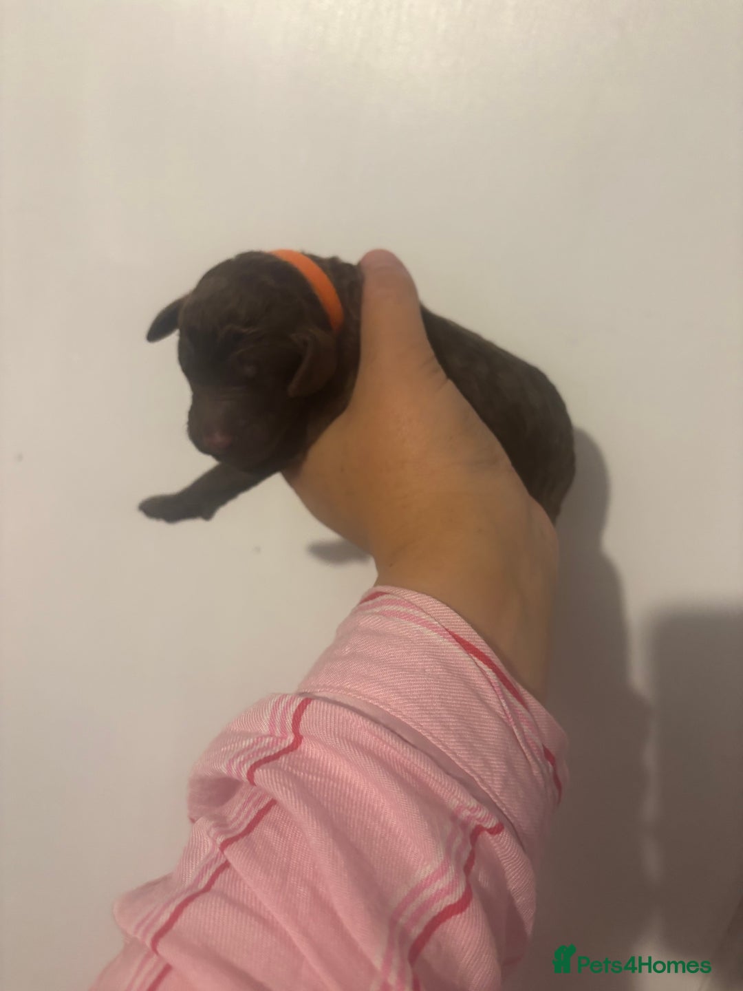 Standard Poodle dogs for sale: Beautiful litter of Standard Poodle Puppies  - Image 3