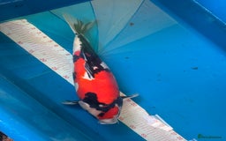 Koi Carp fish for sale: Quality Japanese Koi - Image 1