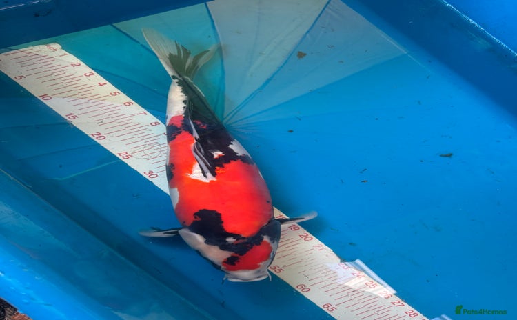 Koi Carp fish - Advert 2