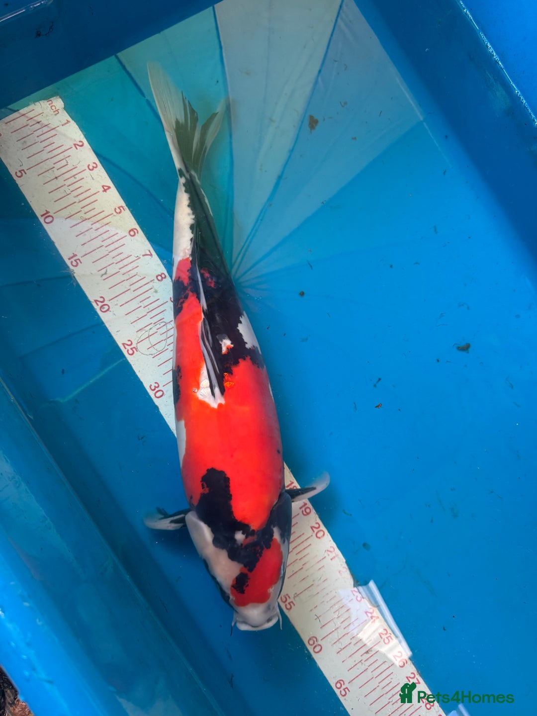 Koi Carp fish for sale: Quality Japanese Koi - Image 1