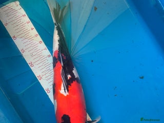 Koi Carp fish - Advert 1