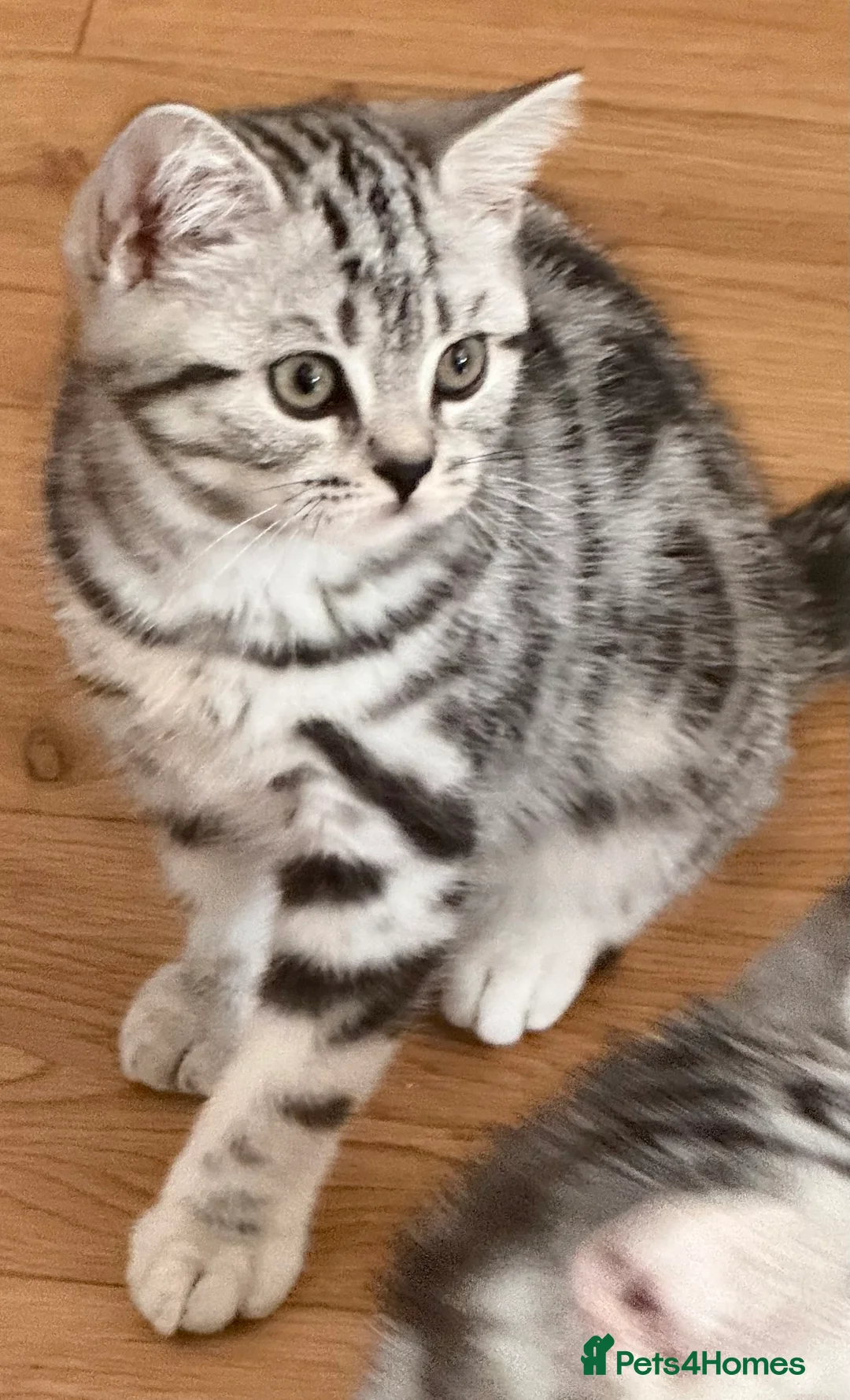British Shorthair cats for sale: Top quality stunning British shorthair silvers - Advert 5