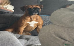 Boxer dogs for sale: Beautiful girl deserves the world 8 months old - Image 5
