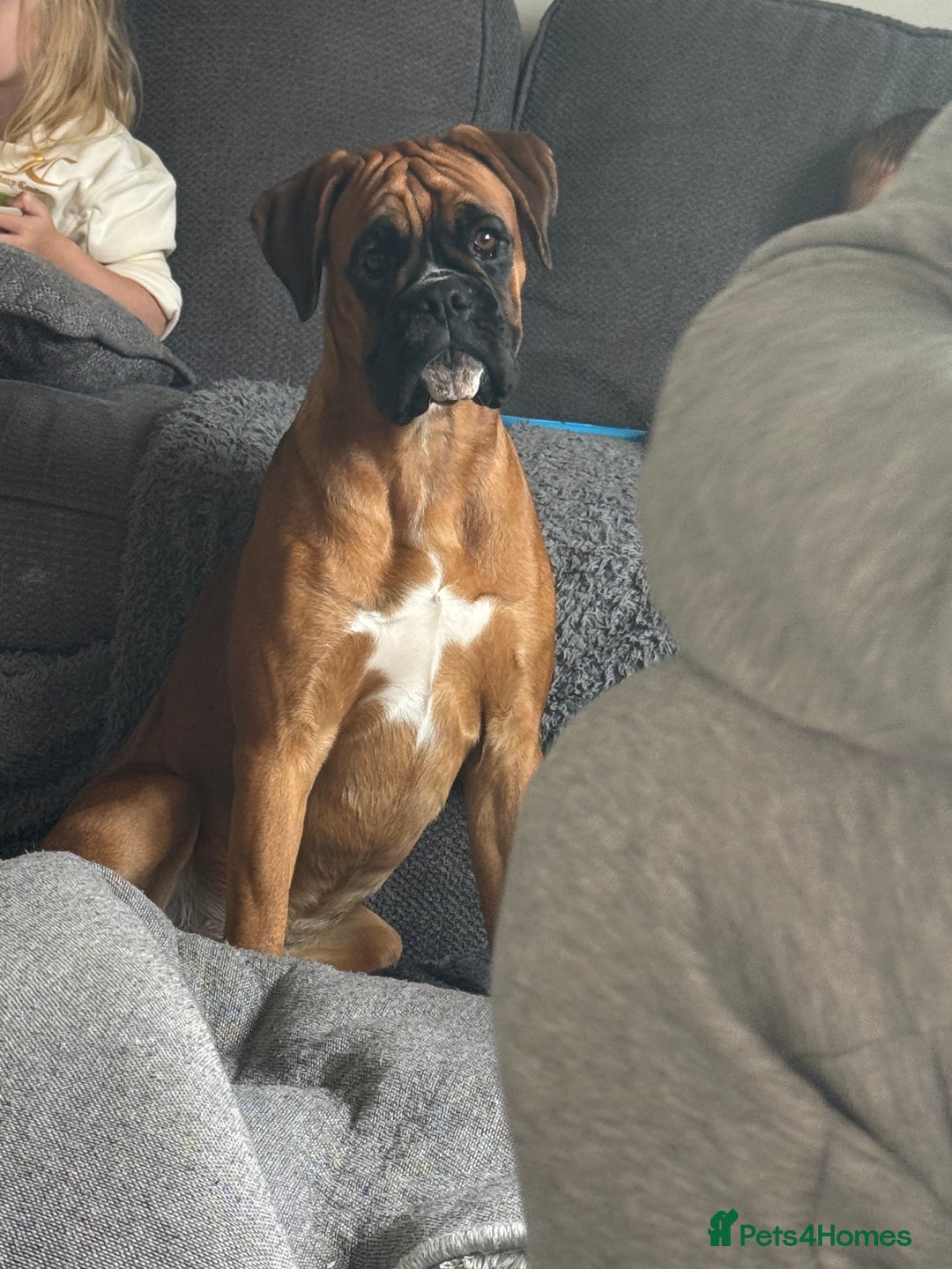 Boxer dogs for sale: Beautiful girl deserves the world 8 months old - Image 5