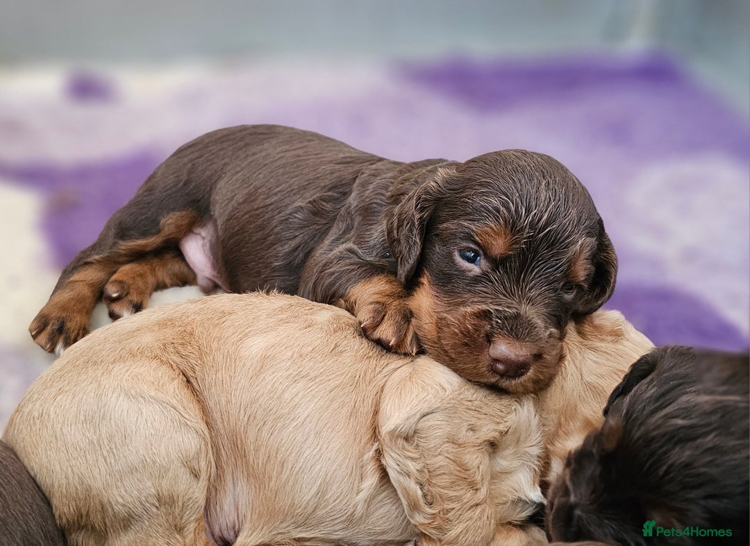 Cocker Spaniel dogs for sale: 8 AMAZING KC REG WORKING COCKER SPANIEL PUPPIES - Image 23