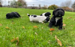 Cocker Spaniel dogs for sale: Cocker Spaniel Puppies for sale  - Advert 2