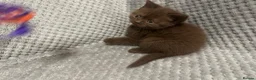 British Shorthair cats for sale: GCCF Registered Chocolate BSH kittens  - Advert 18