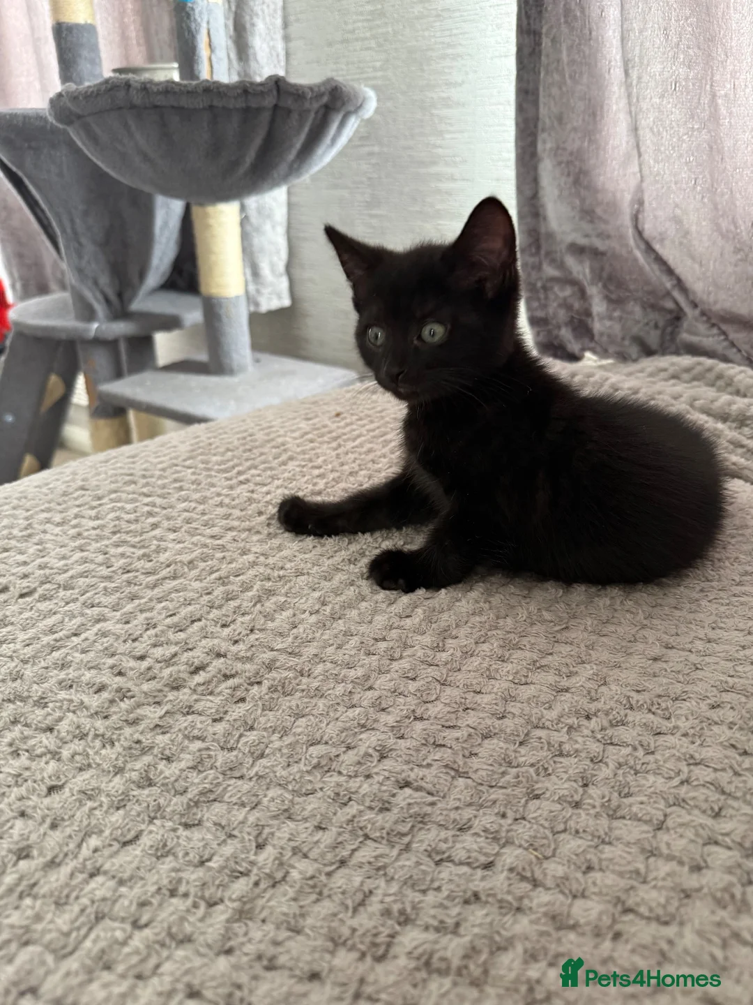 Mixed Breed cats for sale: 2 beautiful girls left from the litter of 6 - Advert 2