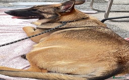 Belgian Shepherd Dog dogs for sale: Belgian shepereds puppies  - Image 12