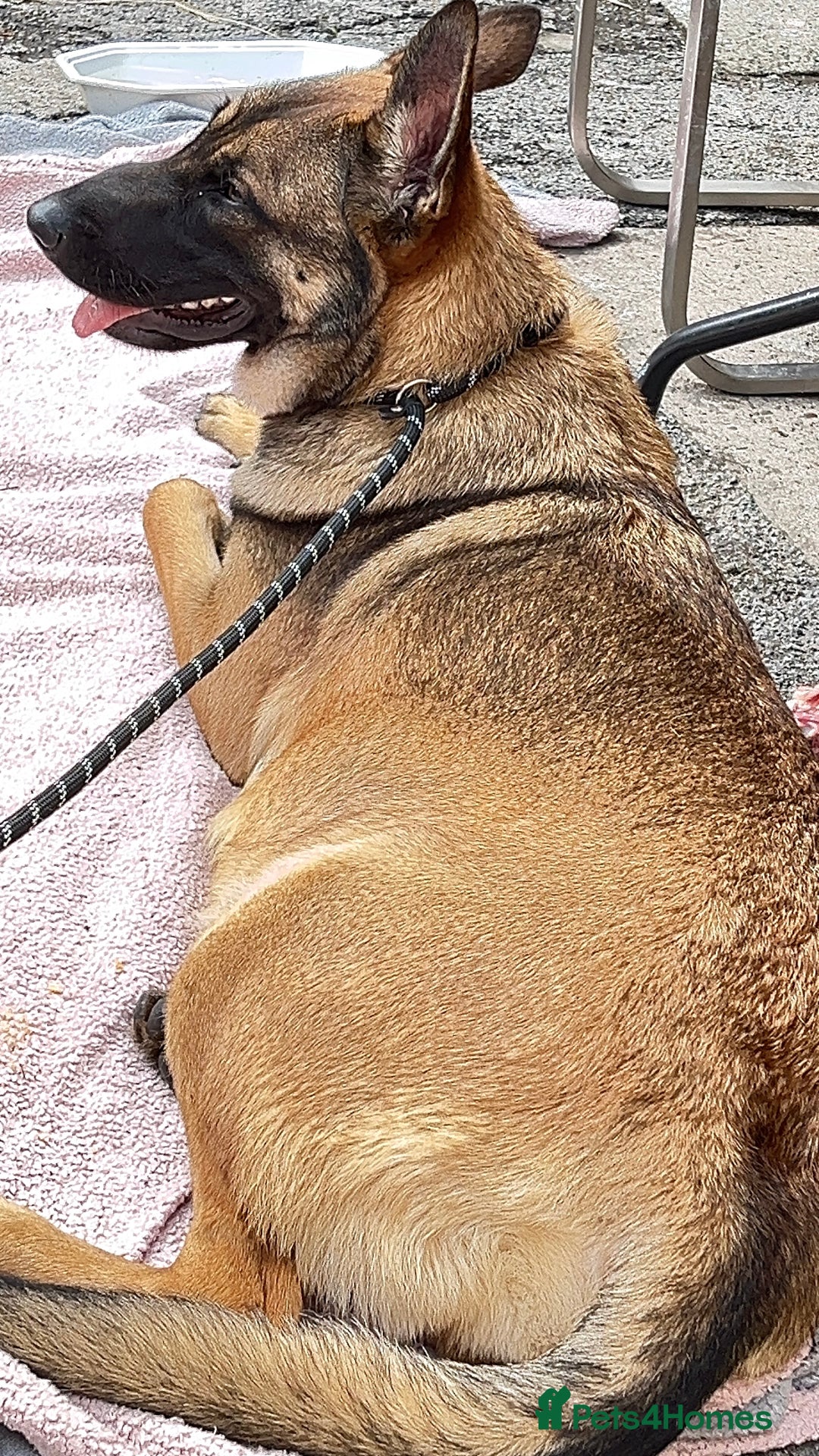 Belgian Shepherd Dog dogs for sale: Belgian shepereds puppies  - Image 12