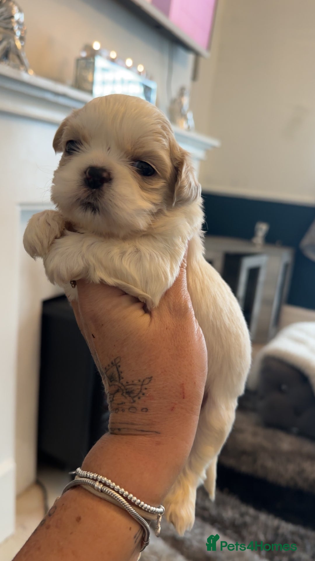 Shih Tzu dogs for sale: Stunning imperial shih tzu puppies  - Advert 32