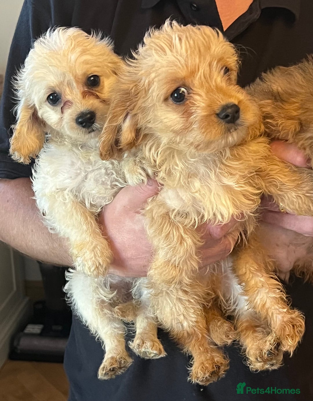 Mixed Breed dogs for sale: Last 2 puppies!  🩷 Maltipoo x Cockapoo puppies - Image 28