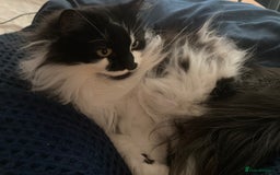 British Longhair cats for sale: Meet Tinca - Image 14