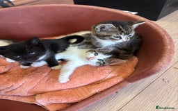 Mixed Breed cats for sale: Kittens seeking 5⭐️ forever homes - Image 19
