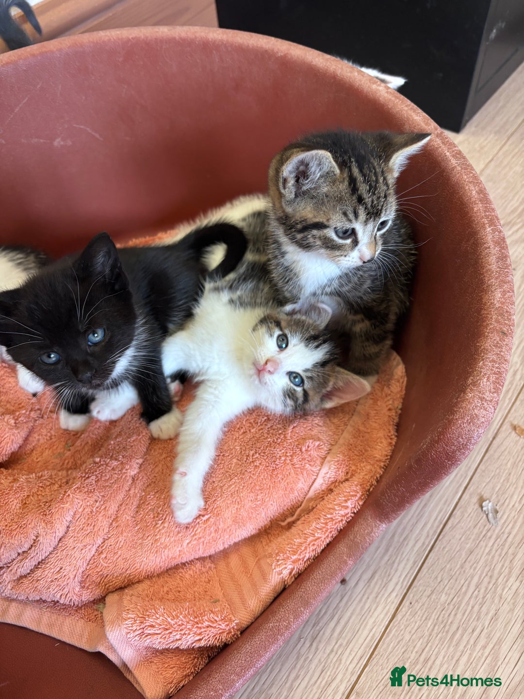 Mixed Breed cats for sale: Kittens seeking 5⭐️ forever homes - Image 19